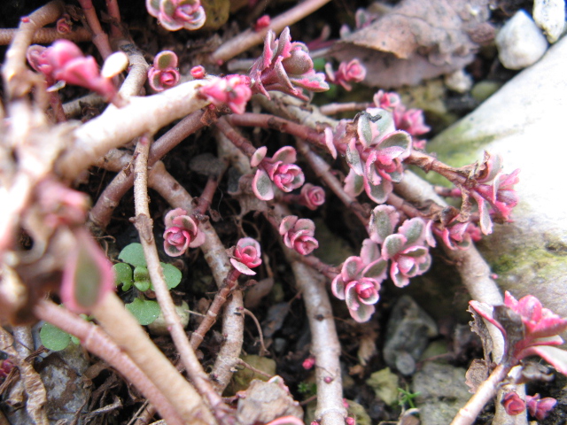 sedum spurium f. variegatum