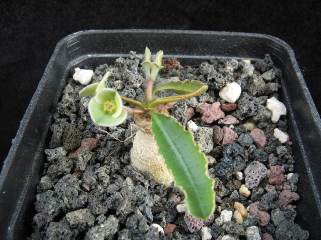 Euphorbia primulifolia f. subapoda 
