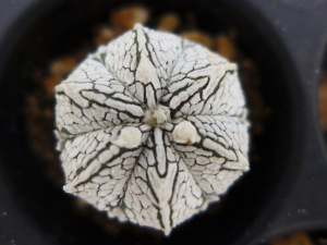 astrophytum asterias cv. super kabuto x coahuilense