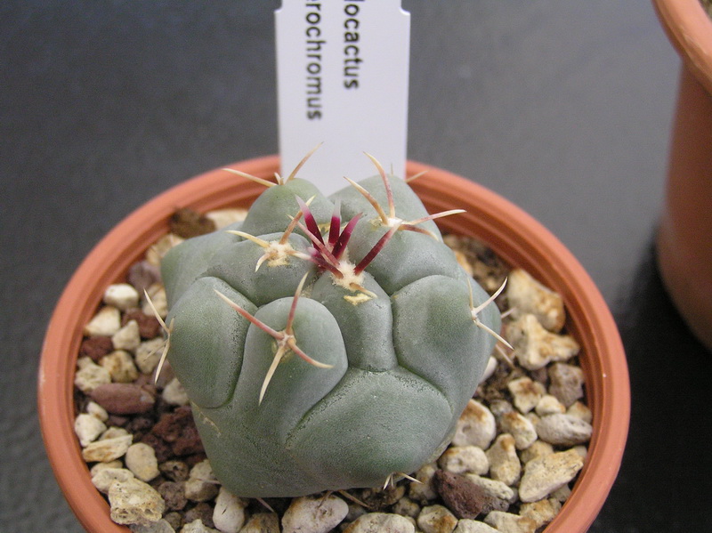 Thelocactus bicolor ssp. heterochromus 