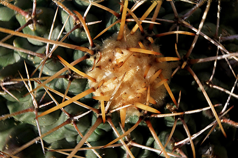Thelocactus rinconensis 