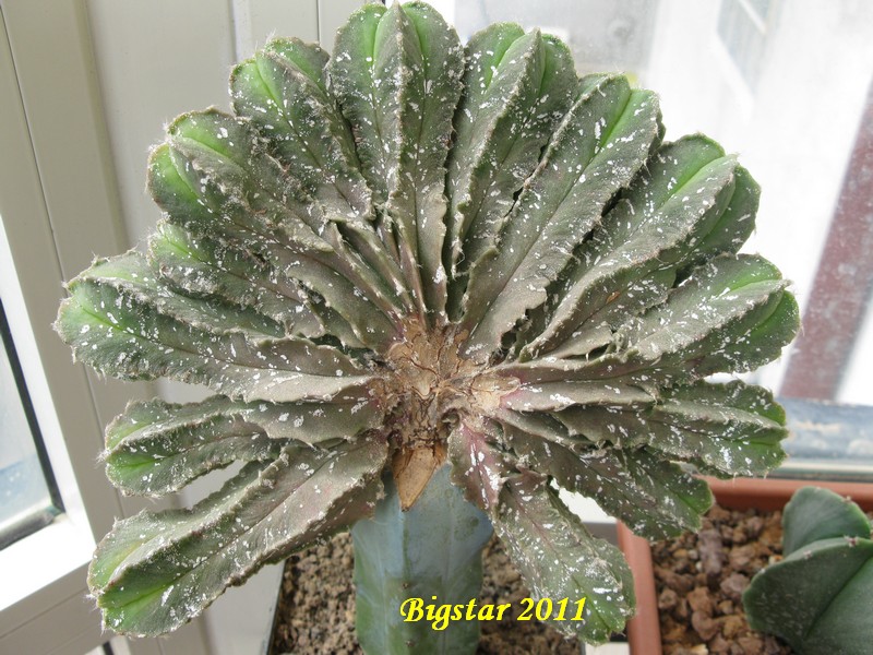 Astrophytum myriostigma cv. tukai 