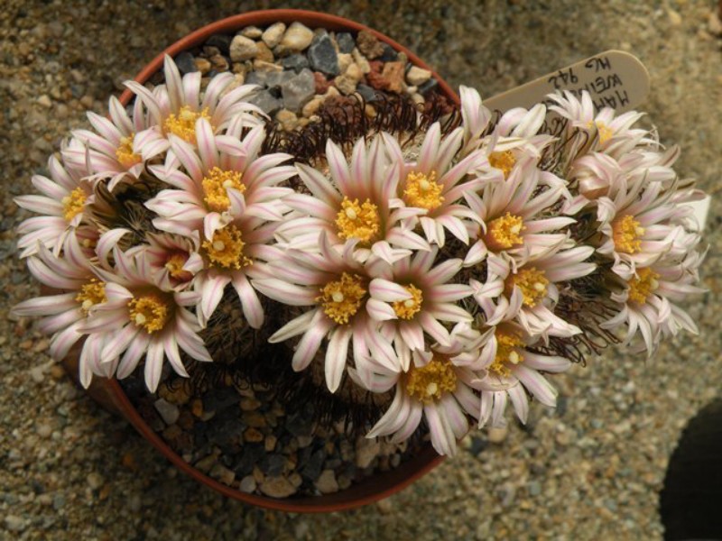 Mammillaria weingartiana 