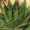 Vai alla scheda di Aloe cv. cosmo