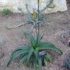 Vai alla scheda di Aloe vanbalenii
