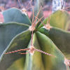 Vai alla scheda di Astrophytum ornatum f. variegatum