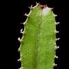 Vai alla scheda di Euphorbia acrurensis