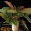 Vai alla scheda di Euphorbia ankarensis