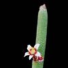 Vai alla scheda di Euphorbia antisyphilitica