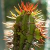 Vai alla scheda di Euphorbia baioensis