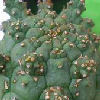 Vai alla scheda di Euphorbia crassipes
