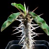 Vai alla scheda di Euphorbia croizatii