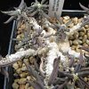 Vai alla scheda di Euphorbia cylindrifolia ssp. tuberifera