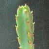 Vai alla scheda di Euphorbia debilispina