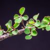 Vai alla scheda di Euphorbia denisii