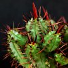 Vai alla scheda di Euphorbia enopla
