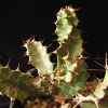 Vai alla scheda di Euphorbia enormis