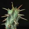 Vai alla scheda di Euphorbia erigavensis
