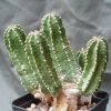 Vai alla scheda di Euphorbia fruticosa v. minor