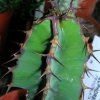 Vai alla scheda di Euphorbia grandialata
