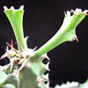 Vai alla scheda di Euphorbia grandidens