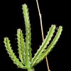 Vai alla scheda di Euphorbia heterochroma ssp. tsavoensis