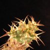 Vai alla scheda di Euphorbia horwoodii