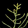 Vai alla scheda di Euphorbia imerina
