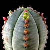 Vai alla scheda di Euphorbia jansenvillensis