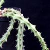 Vai alla scheda di Euphorbia knuthii