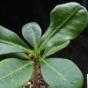 Vai alla scheda di Euphorbia lophogona