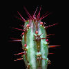 Vai alla scheda di Euphorbia louwii