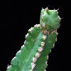 Vai alla scheda di Euphorbia makallensis