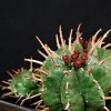 Vai alla scheda di Euphorbia meloformis x pillansii