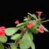 Vai alla scheda di Euphorbia milii v. imperatae
