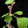Vai alla scheda di Euphorbia misera