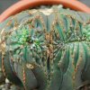 Vai alla scheda di Euphorbia obesa f. cristata