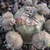 Vai alla scheda di Euphorbia obesa f. monstruosa