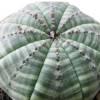 Vai alla scheda di Euphorbia obesa ssp. symmetrica