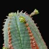 Vai alla scheda di Euphorbia obesa x jansevillensis