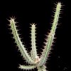 Vai alla scheda di Euphorbia odontophora