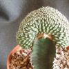 Vai alla scheda di Euphorbia phillipsioides cv. cristata