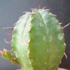 Vai alla scheda di Euphorbia pillansii