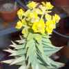 Vai alla scheda di Euphorbia rigida