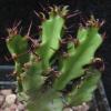 Vai alla scheda di Euphorbia rugosiflora