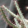 Vai alla scheda di Euphorbia saxorum