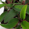Vai alla scheda di Euphorbia antafikiensis