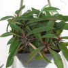 Vai alla scheda di Euphorbia brachyphylla