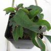Vai alla scheda di Euphorbia croizatii