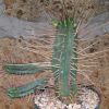 Vai alla scheda di Euphorbia ferox